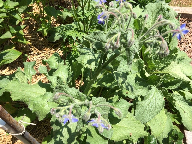 2015 SFG in Brooks, Ga - Page 3 Borage12