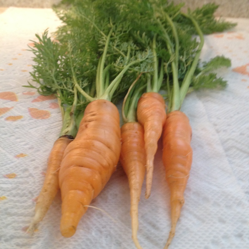 Carrot Week/Month/Year 2015 Carrot10