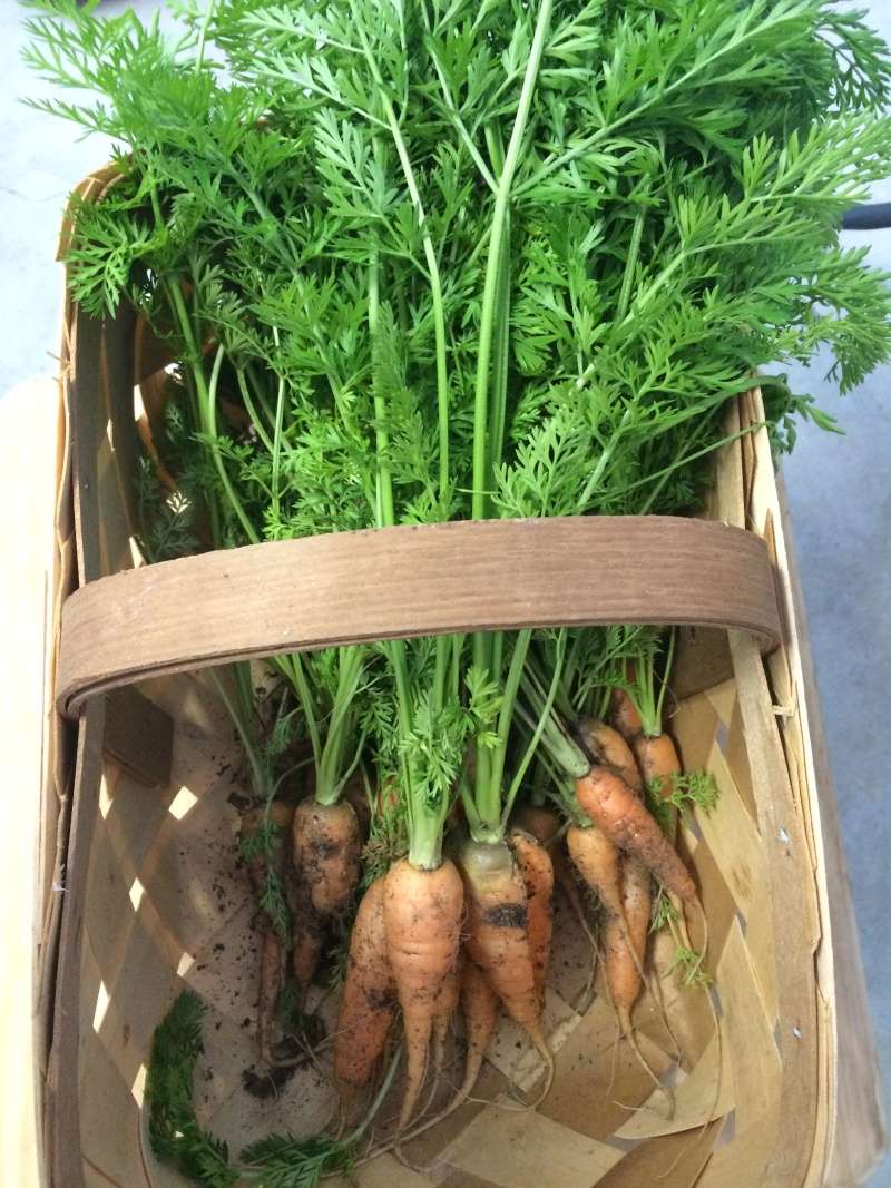 2015 SFG in Brooks, Ga - Page 2 Carrot11