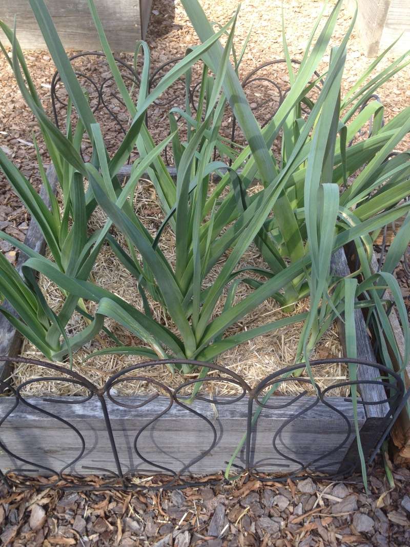 2015 SFG in Brooks, Ga - Page 2 Leeks_10