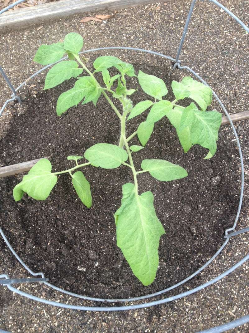 2015 SFG in Brooks, Ga - Page 2 Tomato10
