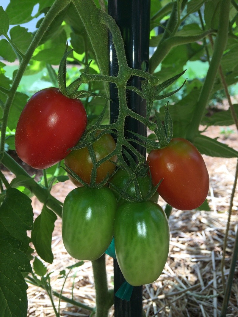 Tomato Tuesday 2015 - Page 5 Tomato21