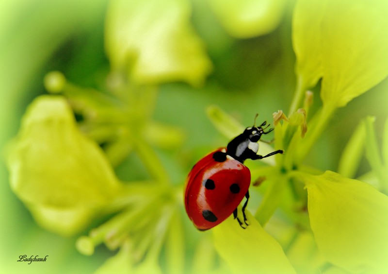 ladybug P5140010