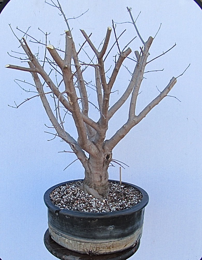 Amur maple (Acer tataricum var. ginnala) Flame Progression Img_8428