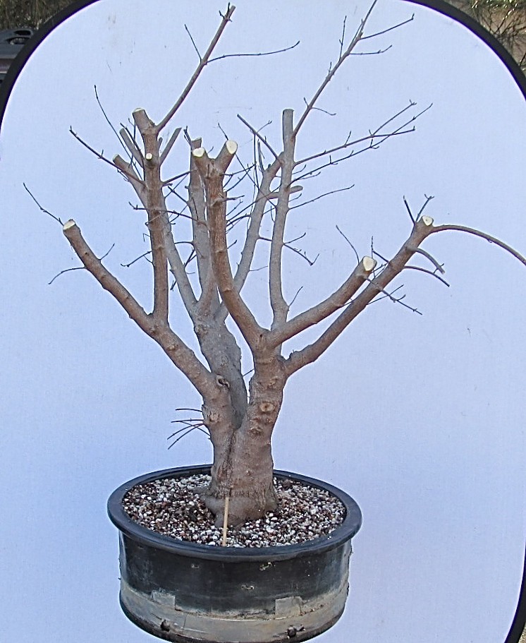 Amur maple (Acer tataricum var. ginnala) Flame Progression Img_8517