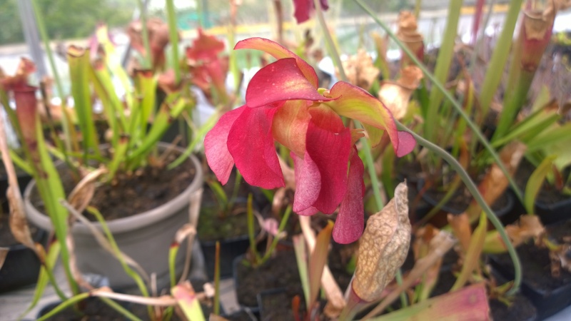 fleurs de sarracenia Wp_20151