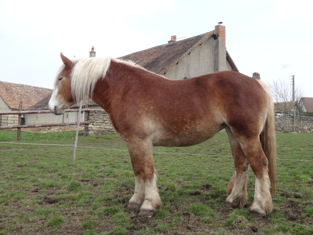 Dep 72, Aubépine de Rehorie, pouliche Percheron 1 an,Réservée par Virginie (2011) - Page 16 Dsc02422