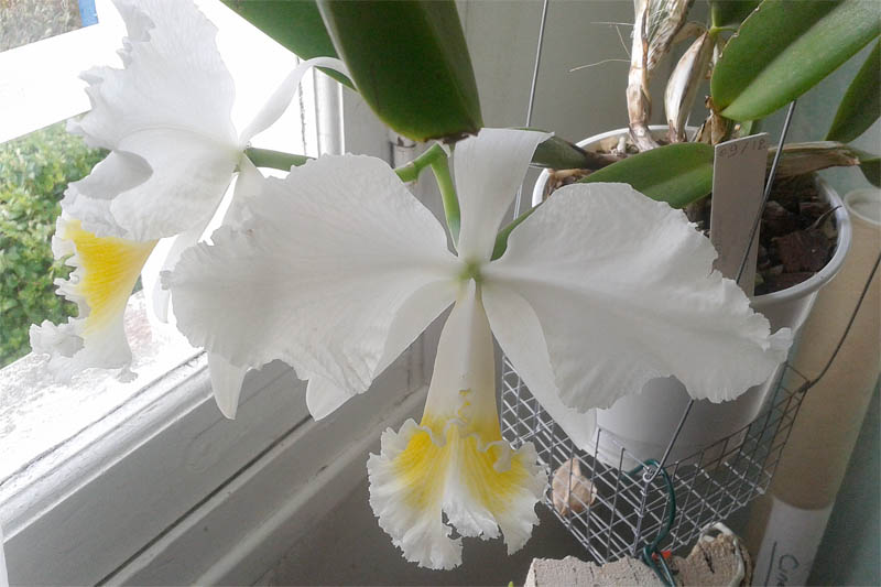 Cattleya mossiae f. alba Cattle12