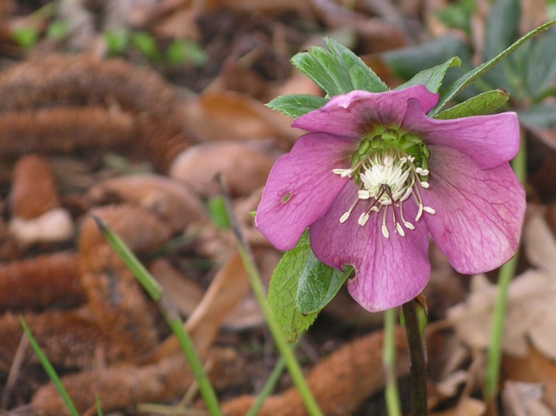 Helleborus niger ou Rose de noel ou Hellebore - Page 24 Imgp0032