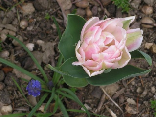 tulipes Imgp0060