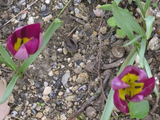 tulipes Imgp0061