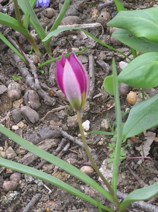 tulipes Imgp0062