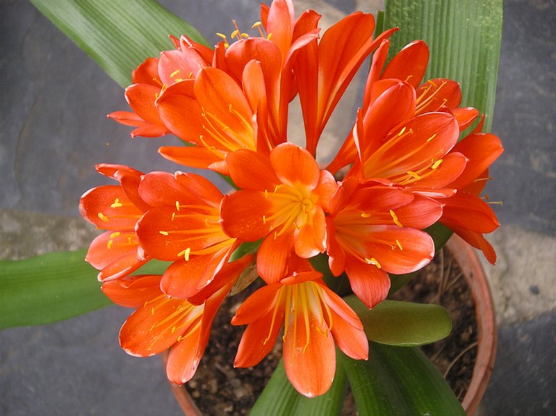 clivia Imgp0203