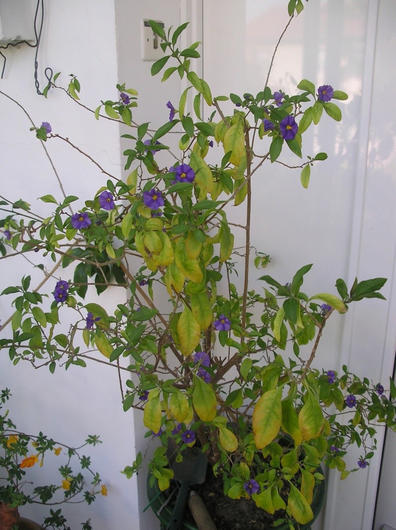 Solanum rantonetti - Page 5 Imgp0249