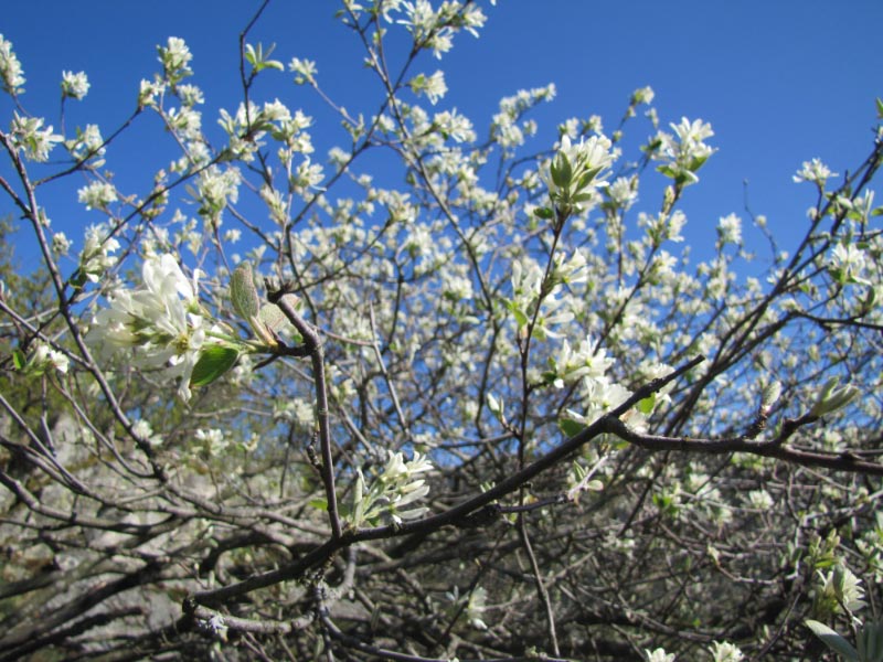 Le rocher aux amelanchier  Img_1113