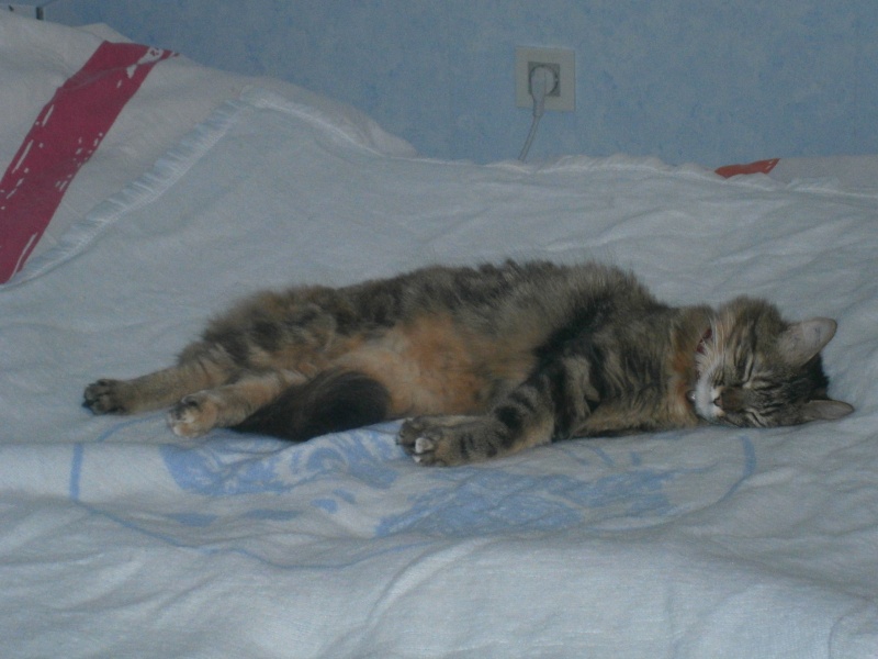 HINA, chatte Brown tabby à poils longs, née le 01/10/2012 P4241511