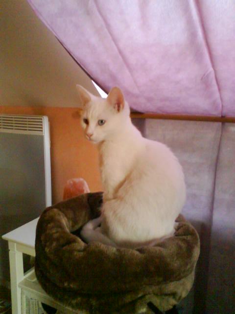 JINGLE, chaton mâle blanc (sourd) aux yeux vairons, né le 27/10/14 Img84c10