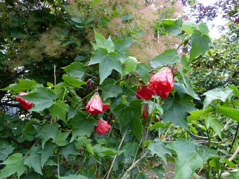 le joli mois de mai des fous jardiniers - Page 8 Abutil16