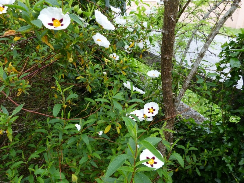 le joli mois de mai des fous jardiniers - Page 5 Cistus17