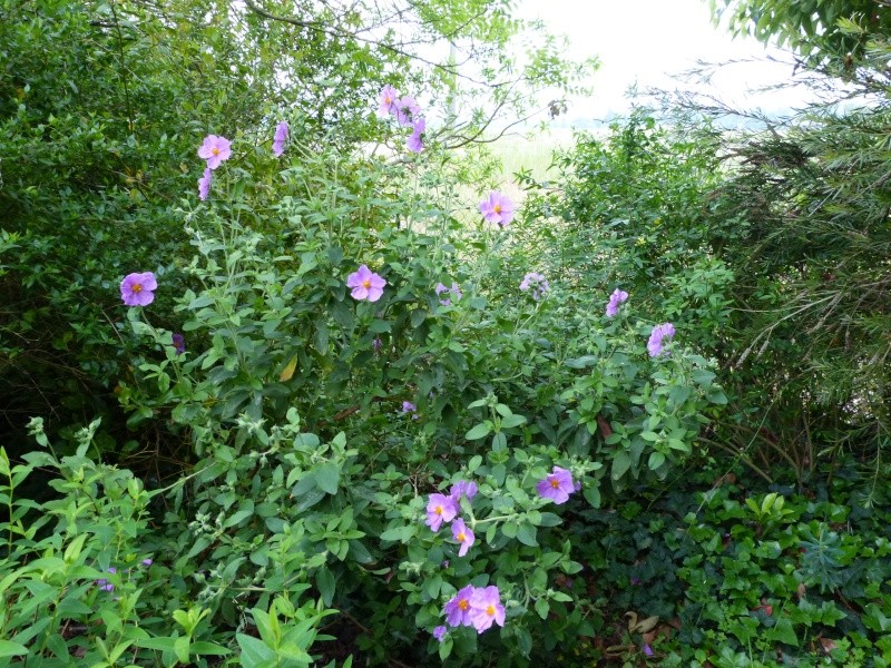 le joli mois de mai des fous jardiniers - Page 5 Cistus18