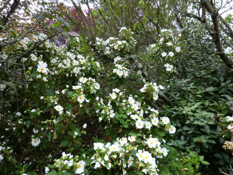 le joli mois de mai des fous jardiniers - Page 5 Cistus19