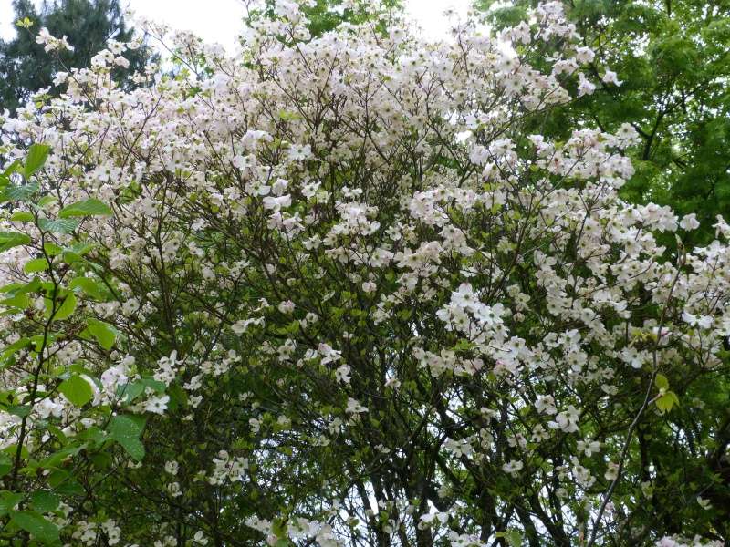 Cornus florida - cornouiller à fleurs  Cornus16