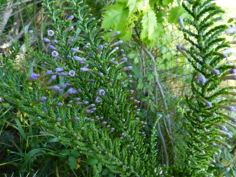 le joli mois de mai des fous jardiniers - Page 5 Fabian10