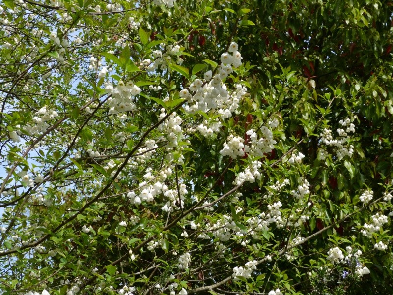 Halesia carolina - arbre aux cloches d'argent Halesi11