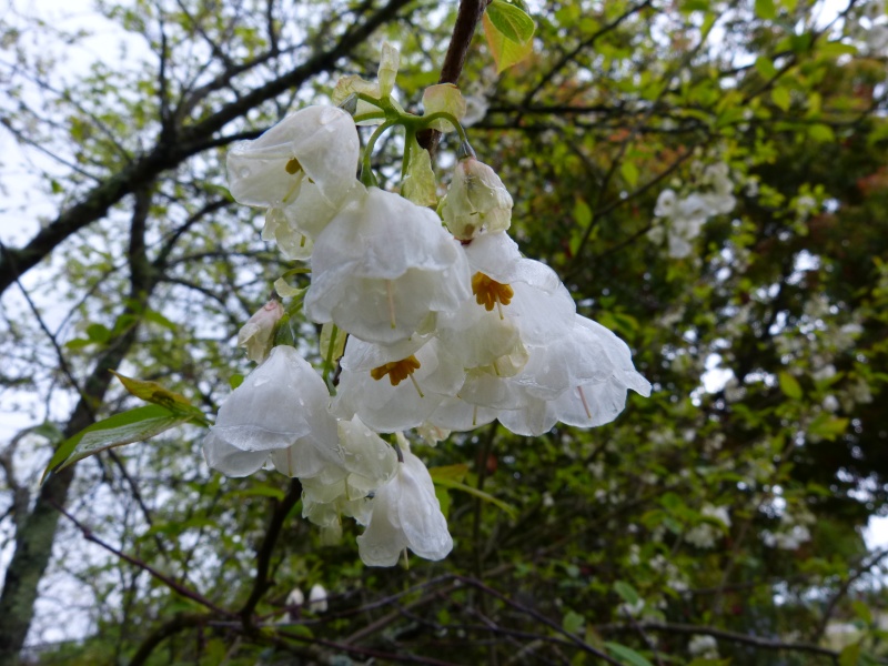 Halesia carolina - arbre aux cloches d'argent Halesi13