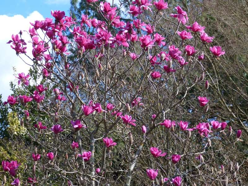 Magnolia 'Vulcan' Magnol19