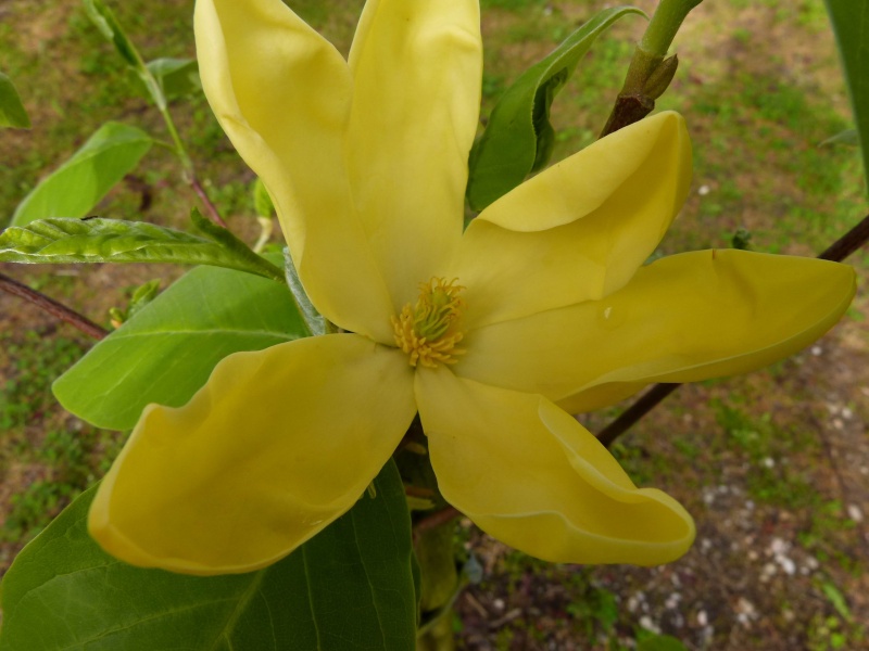 Magnolia acuminata 'Acci' - magnolia à feuilles acuminées Magnol24