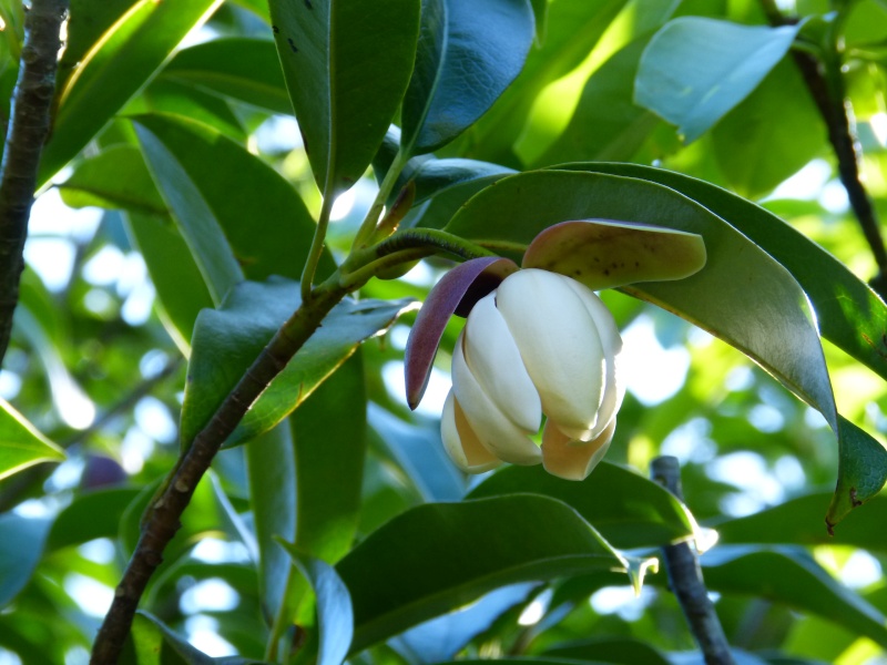 Magnolia conifera var. chingii (= Manglietia chingii) Mangli10