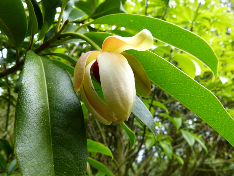 Magnolia conifera var. chingii (= Manglietia chingii) Mangli12