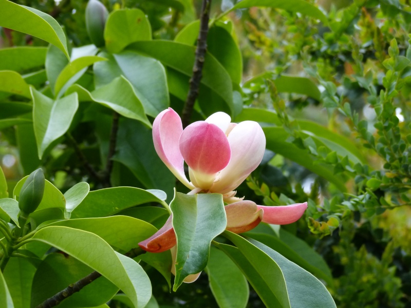 Magnolia insignis (= Manglietia insignis) Mangli14