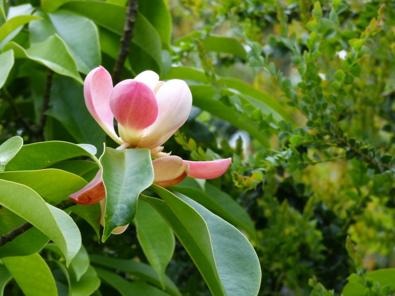 Magnolia insignis (= Manglietia insignis) Mangli15