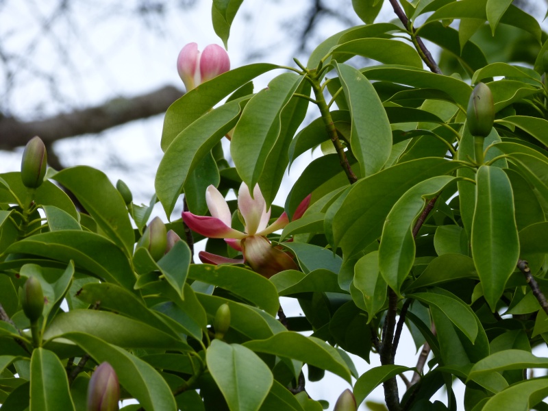 Magnolia insignis (= Manglietia insignis) Mangli16