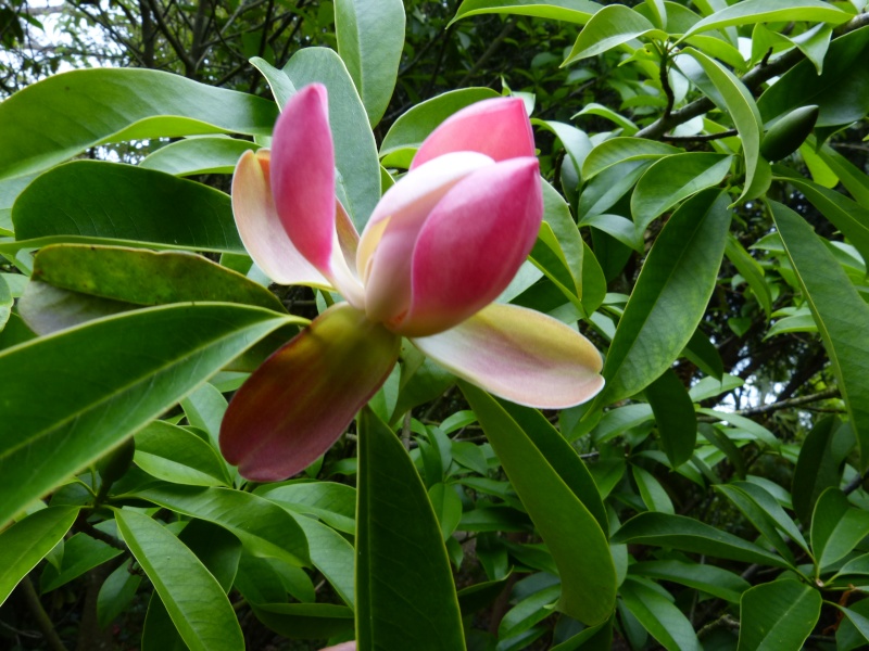 Magnolia insignis (= Manglietia insignis) Mangli26