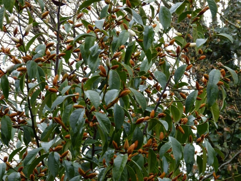 Magnolia conifera var. chingii (= Manglietia chingii) Michel10