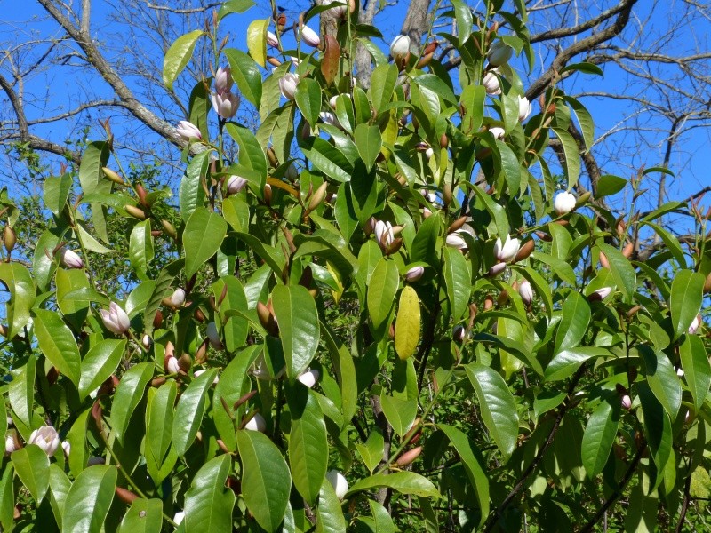 Magnolia x bubbles (= Michelia x bubbles) Michel18