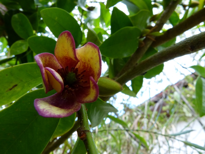 Magnolia figo (= Michelia figo) Michel21