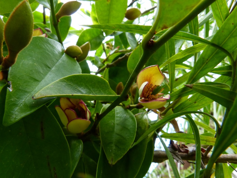 Magnolia figo (= Michelia figo) Michel23