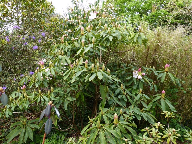 Rhododendron - espèces, variétés, floraisons - Page 5 Rhodo101