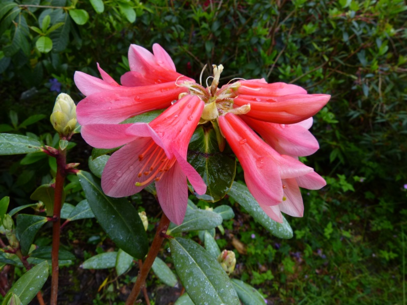 le joli mois de mai des fous jardiniers - Page 5 Rhodo103