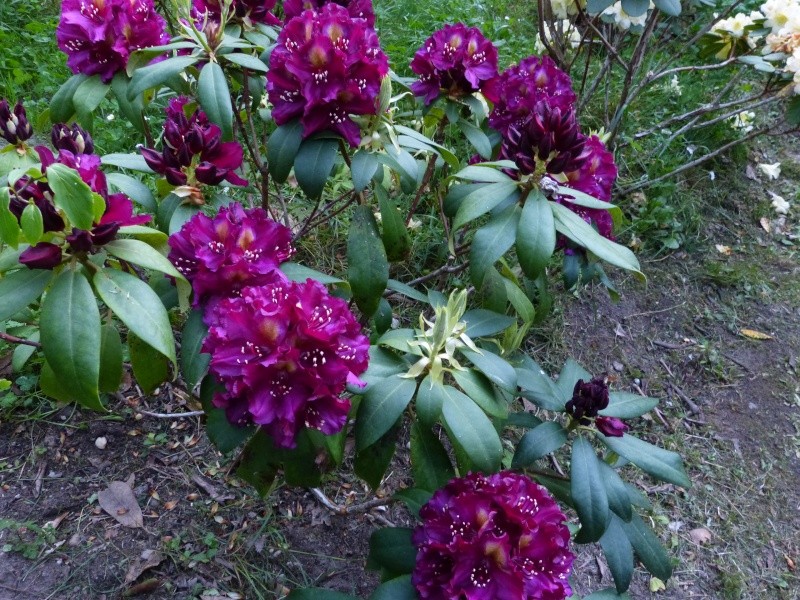 Rhododendron - espèces, variétés, floraisons - Page 5 Rhodo106