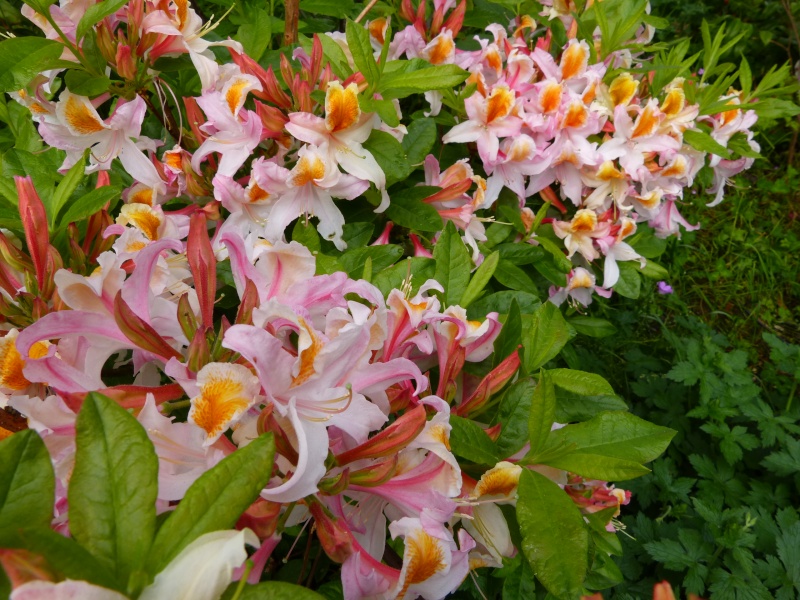 Rhododendron - espèces, variétés, floraisons - Page 5 Rhodo109