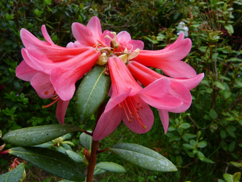 Rhododendron - espèces, variétés, floraisons - Page 5 Rhodo117
