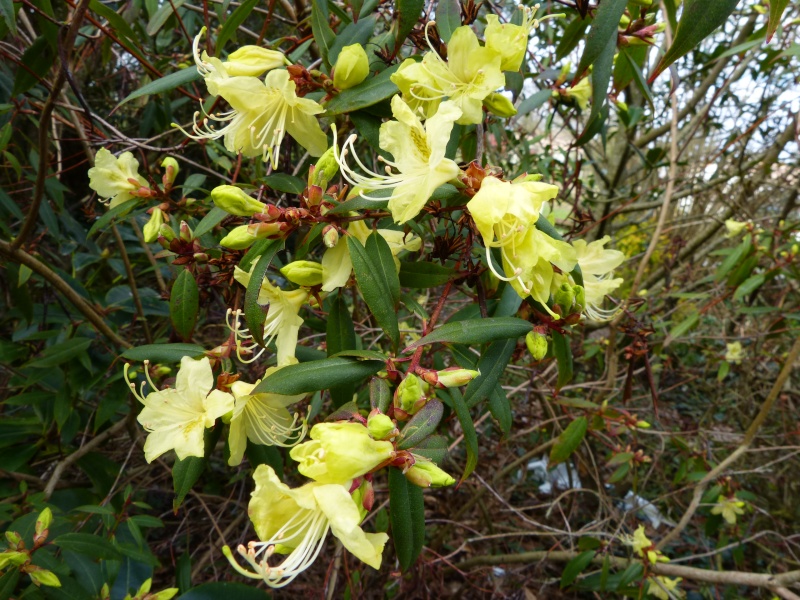 Rhododendron - espèces, variétés, floraisons - Page 3 Rhodod11