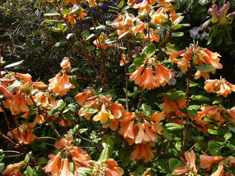 Rhododendron - espèces, variétés, floraisons - Page 4 Rhodod47