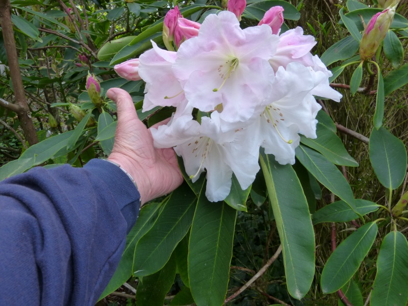 Rhododendron - espèces, variétés, floraisons - Page 4 Rhodod55