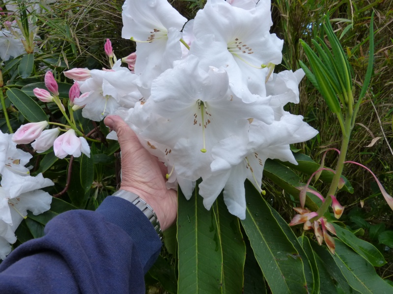 Rhododendron - espèces, variétés, floraisons - Page 4 Rhodod58